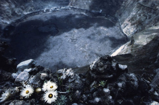 Alpine flowers on the edge of Mt. Nyiragongo's crater, with its fuming, basalt-crusted lava lake below.  Virunga Range, DRC.