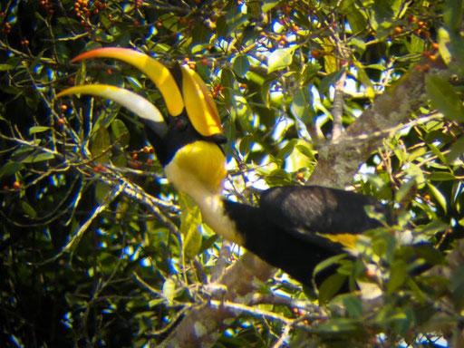 DER WUNDERSCHÖNE, GIGANTISCH GROSSE HORNBILL IM KHAO YAI NATIONAL PARK