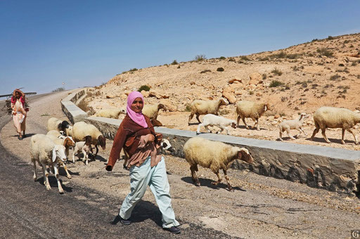 Tunisie,09 2011,bergère pres de Toujane