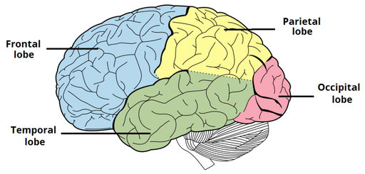 lobes of the brain; frontal, temporal, parietal, and occipital