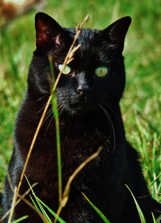 black cat / chat noir / photos de crystal jones