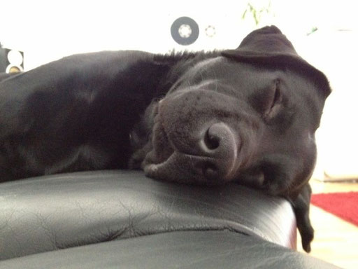 Foto: Alex LXG Ganz, Köln - Labrador Bruno auf dem Sofa