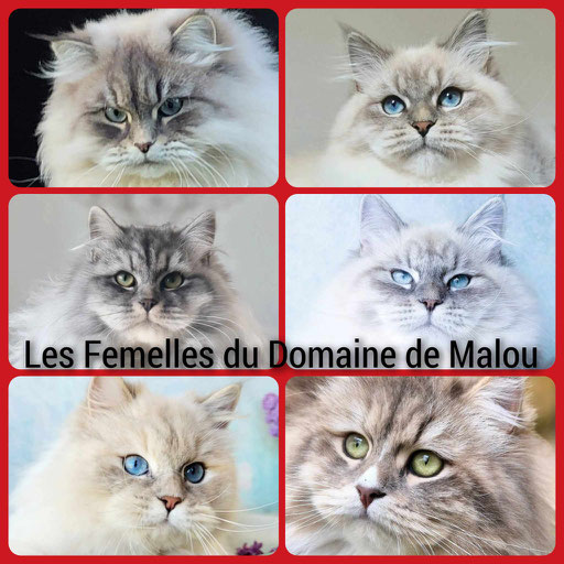 Maine coon yeux bleus