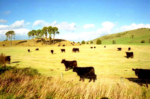 auch die Rinderzucht wird in New Zealand extensiv betrieben