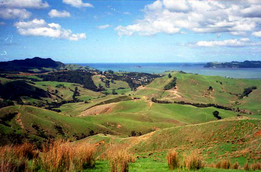 eine unendlich grosse Schafsfarm mit Blick über die Coromandel Bay