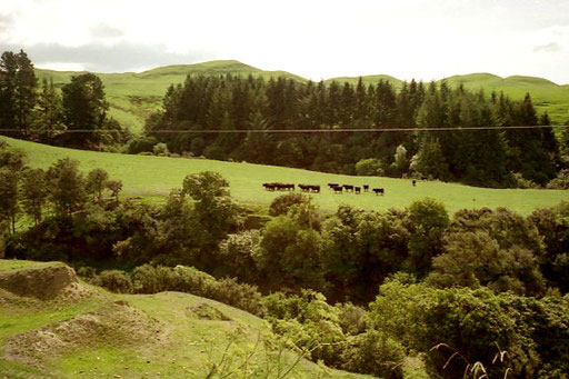 die Distanz bis zur Hauptstadt Wellington 470 km