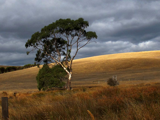 die weite braune Landschaft - ganz anders als in Neuseeland