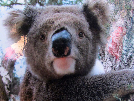 der Koala-bär hat wirklich ein lustiges Gesicht