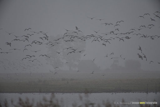 Nachts in StralsVogelflug am frühen Morgenund