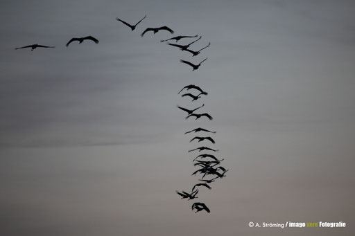 Der "EarlyBird" des Jahres - Kraniche