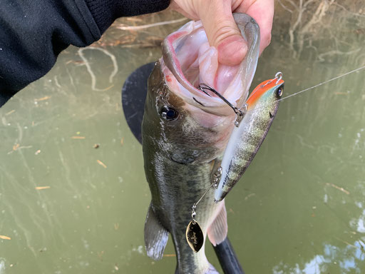 Quality Life ＊ Wood Lures ＊ - クオリティライフ
