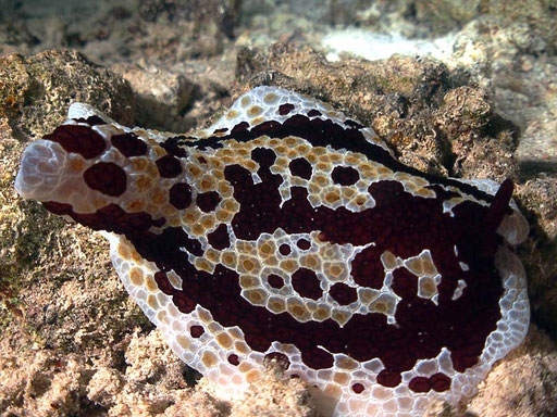 Flankenkiemer-Schnecke, Pleurobranchus grandis
