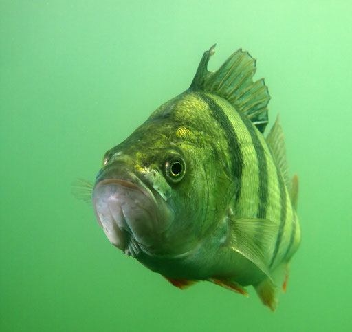 Barsch (Perca fluviatilis), Straussee in Strausberg (Brandenburg) 2015