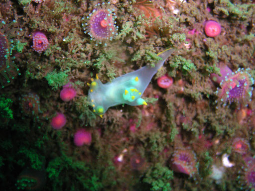 Polycera faeroensis, Bretagne