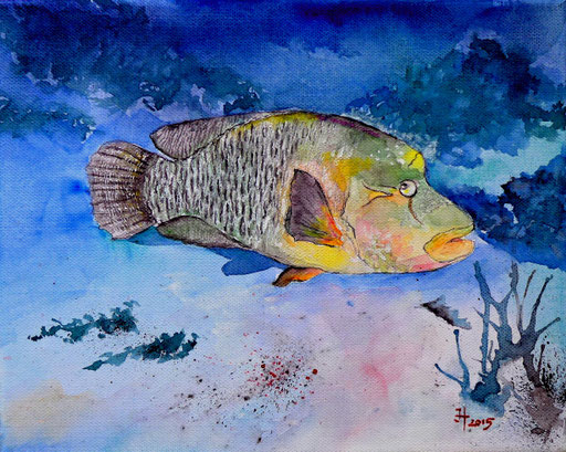 Napoleon-Lippfisch (Cheilinus undulatus) im Roten Meer, Gotha Abu Ramada, 2015