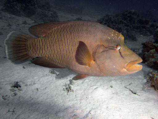 Napoleon-Lippfisch (Cheilinus undulatus), Rotes Meer, Gotha Abu Ramada bei Hurghada, Ägypten
