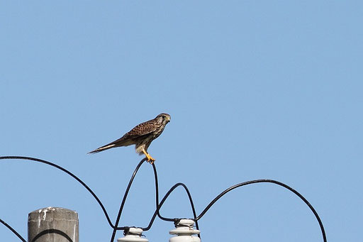 8月21日 Birdland秋田 秋田の野鳥 8月21日 Birdland秋田 秋田の野鳥