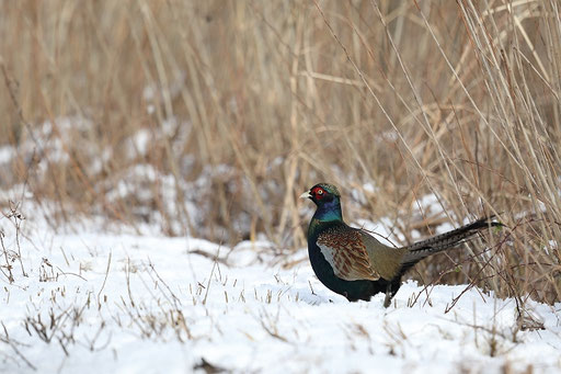 キジ とりっちの野鳥フォト2 - キジ/茨城県