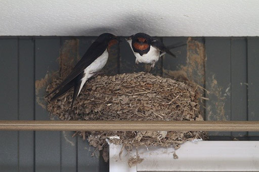 孵化 孵化１０日目 Birdland秋田 秋田の野鳥