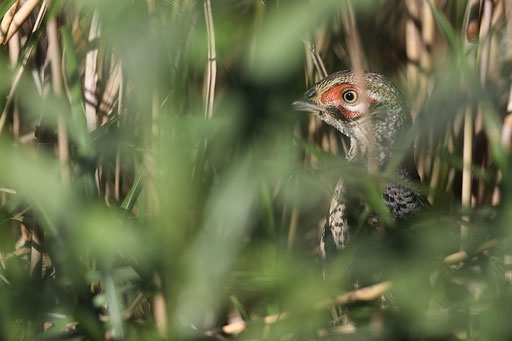 キジ - BirdLand秋田,秋田の野鳥