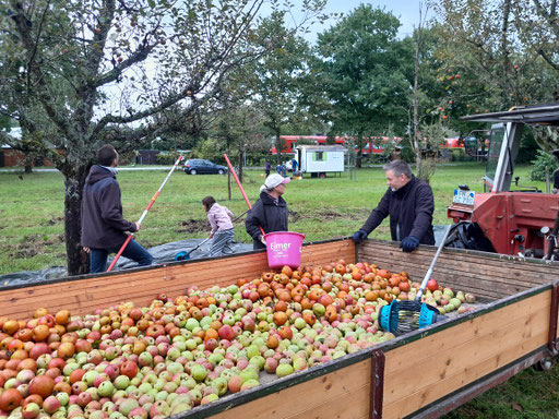 Obsternte auf einer von uns betreuten Streuobstwiese im Eriskircher Ried