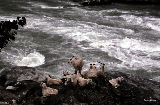Goats in Northern India