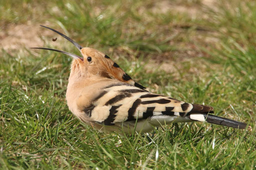 Foto: NABU/ A. Werner