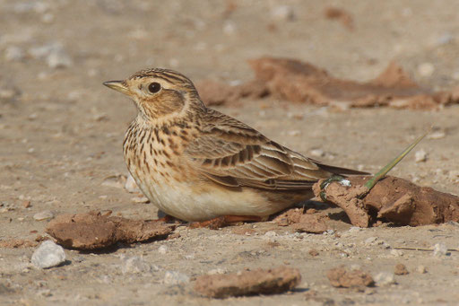 Foto: NABU/ A. Werner