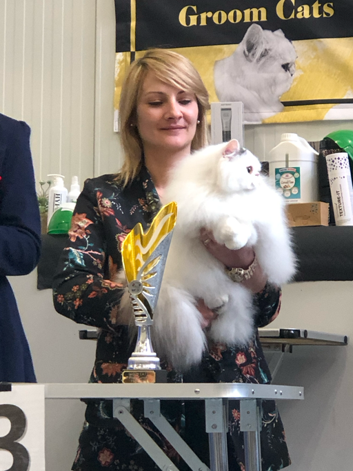 3e championnat d’Europe Groom Cat
