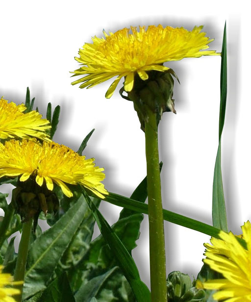 Dandelion flowers