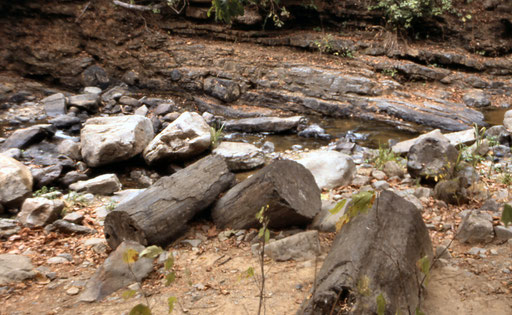 Besuch des Nationalparks Puyango mit EUCADORline