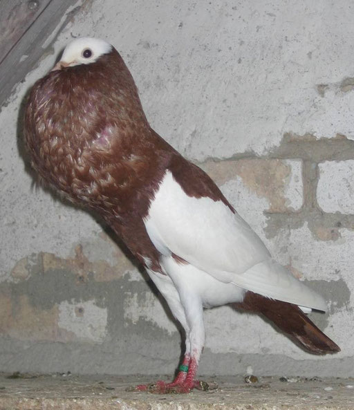 Elsterkröpfer