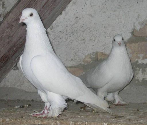 Duschanbina