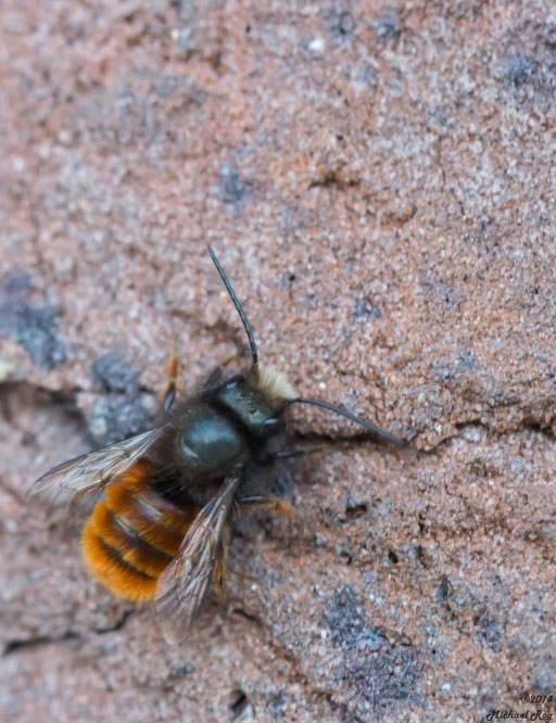 Gehörnte Mauerbiene (Osmia cornuta) Männchen