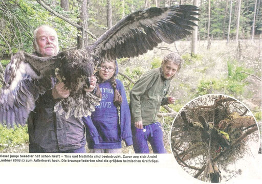 Junger Seeadler hat schon Kraft