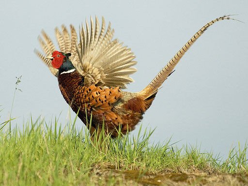 Balzender Jagdfasan auf der Insel Texel/ Niederlande