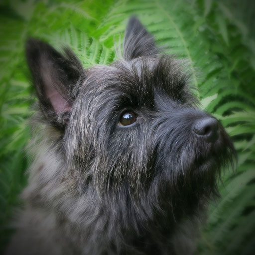 cairn,terrier,fisternölls,hund,robust,welpen,