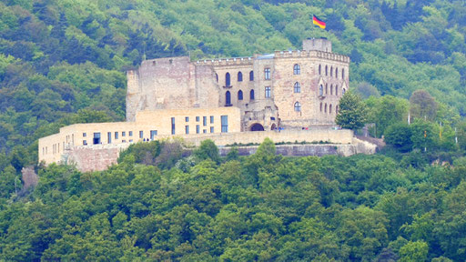 Im Wald rund um das neugotische Hambacher Schloss wachsen viele (Edel-)Kastanienbäume. Foto: wikipedia