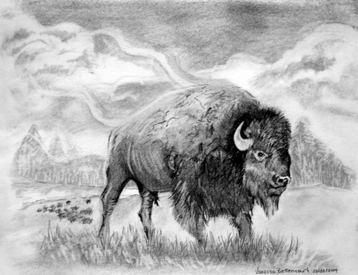 buffalo traditional drawing art pencil