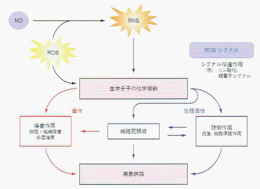 活性酸素の二面性(毒性と生理活性)
