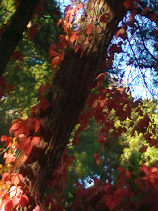UNA MATTINA D'AUTUNNO- foto scattata da me
