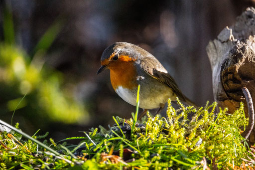 Vogel des Jahres 2021   Das Rotkehlchen    Erithacus rubecula