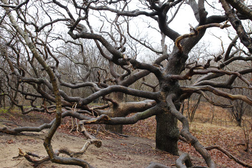 Nationalpark Zuid Kennemerland, Nationalparks Niederladen, Baum