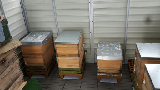 Bienenbeuten 