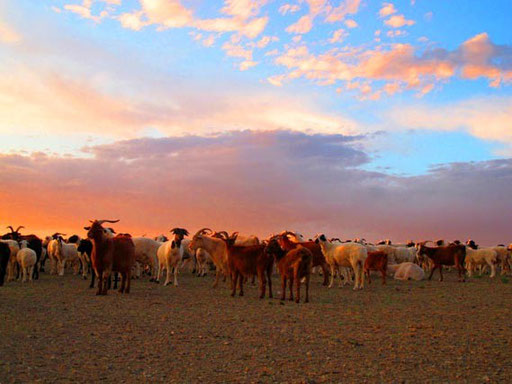 eine halbwilde Ziegen- und Schafherde am Rande der Gobi-Wüste 