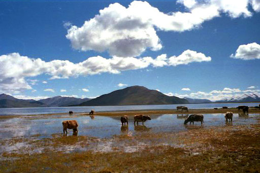 Yaks weideten ruhig am Ufer des Yamdok-Sees