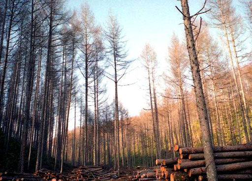 der Berg-Wald - hell und gepflegt 