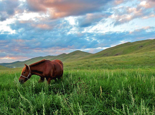 in dem hohen, saftigen Gras konnten sich die Pferde satt fressen