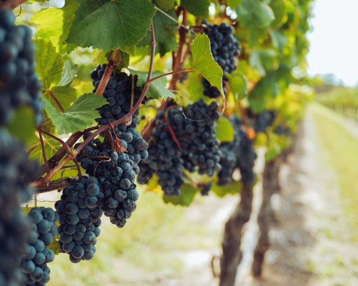 alt="vigne-raisin-vin-vendanges_cépage"