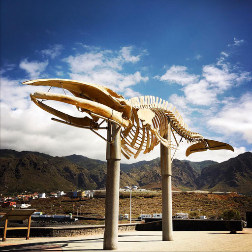 Das Skelett eines gestrandeten Wals am Strand von Charco de la Araña in Los Silos 